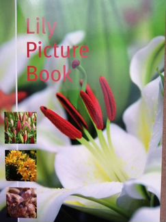 Каталог лилий