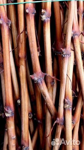 Черенки винограда