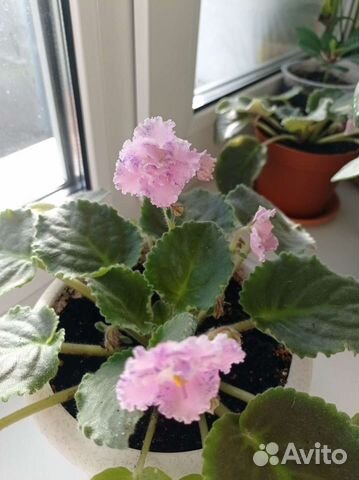 Алоэ, фиалка