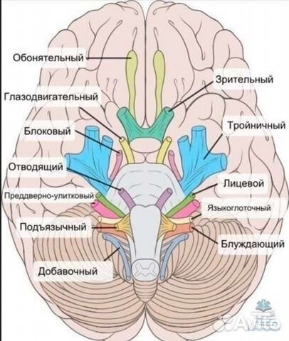 Репетитор по химии и биологии