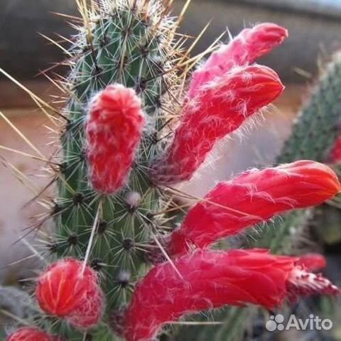 Кактусы разные, 510 видов, семена