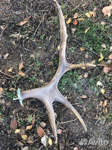 Рога лося(вешалка)