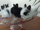 Кролики декоративные объявление продам