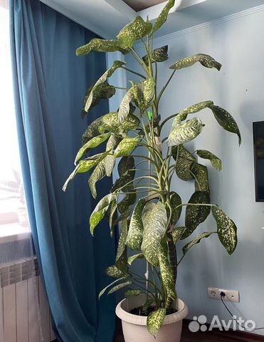Диффенбахия 2 метра