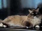 Невские маскарадные котятки объявление продам