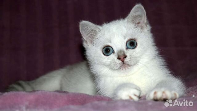 Британская серебристая шиншилла колор поинт