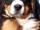 Продается шикарный щенок Бернского зенненхунда объявление продам