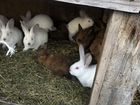 Крольчата,разная порода объявление продам