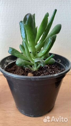 Крассула хоббит