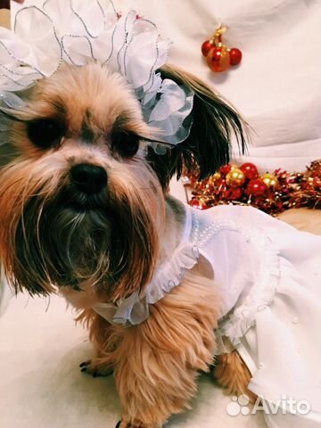 Стрижка собак / йорка. Груминг. Одежда для собак