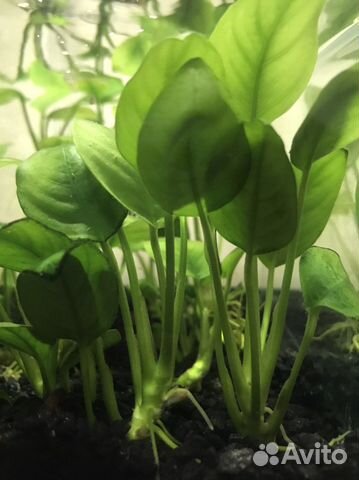 Анубиас нана