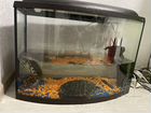 Красноухие чрепахи с аквариумом объявление продам