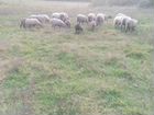 Овцы бараны ярки романовские на племя объявление продам