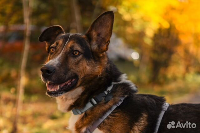 Большой, красивый и добрый Мартин