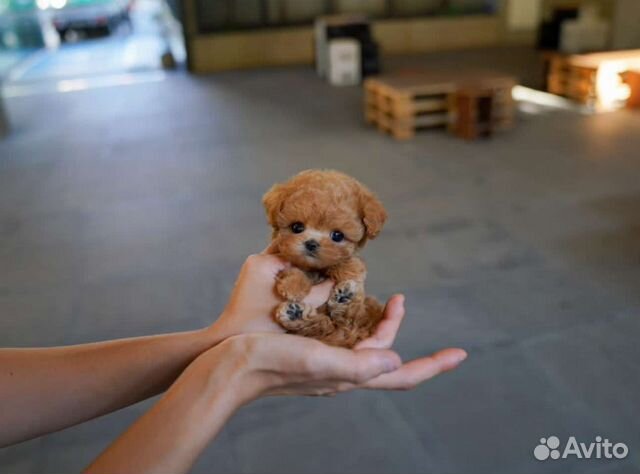 Мальтипу Микро из Кореи