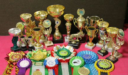 Хендлер, кинолог, показ собак на выставках