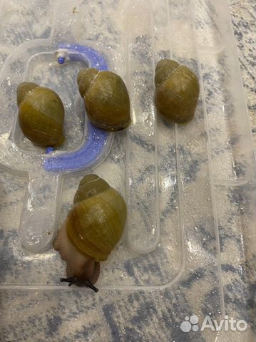 Улитки архахатины