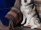 Аляскинский маламут щенки, готовятся к продаже, ро объявление продам