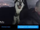 Dog’s Hotel Saratov круглосуточно объявление продам