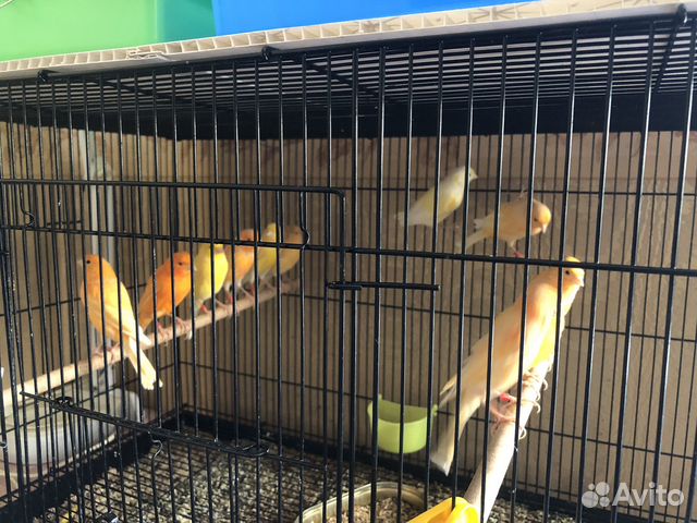 Кенара и канарейки