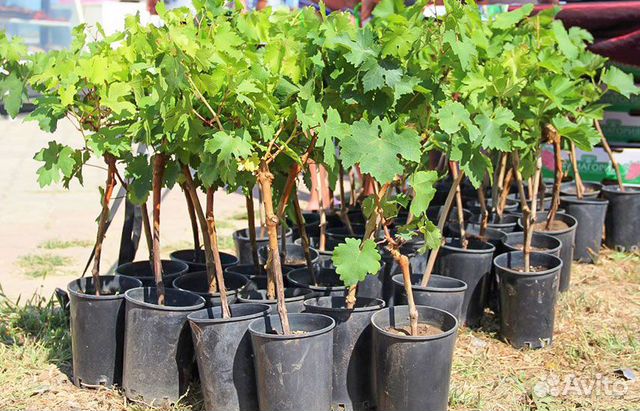Саженцы винограда