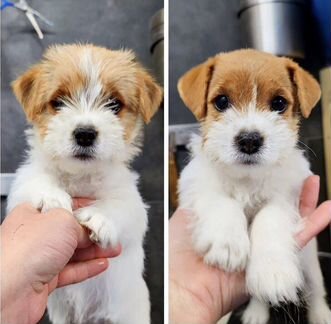 Стрижка собак и кошек