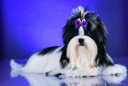 Бивер вязка Кобель 2.2кг. Любвеобильный, опытный