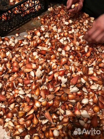 Луковицы тюльпанов