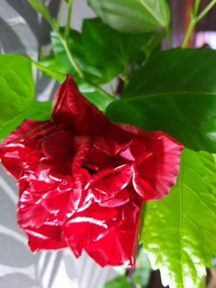 Гибискус, клеродендрум Томпсона, диффенбахия, трад