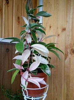 Набор хой N 2 из 8, 16 или 30 видов