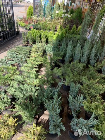 Декоративные растения