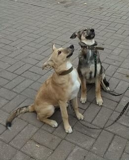 Замечательная собачка даром