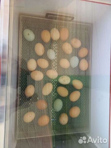 Молодые куры и петухи яйцо инкубационное