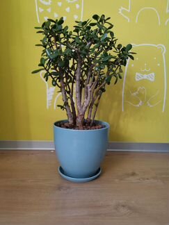 Денежное дерево