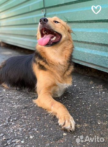 Собака Мотя в добрейшие руки