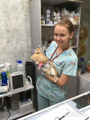 Ветеринарный врач. Кастрация на дому