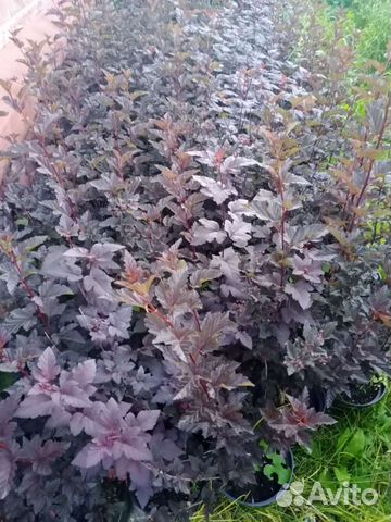 Пузыреплодник