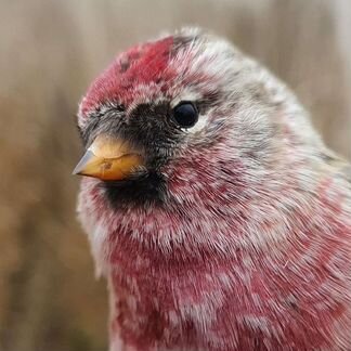 Певчие птицы