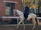 Лошадь ахалтекинская