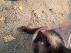 Бесплатно кошка сиамская, бирма объявление продам