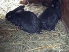 Кролики Самцы 6 шт, 2,5-2,7 кг живой вес