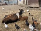 Коровы быки телки телята объявление продам