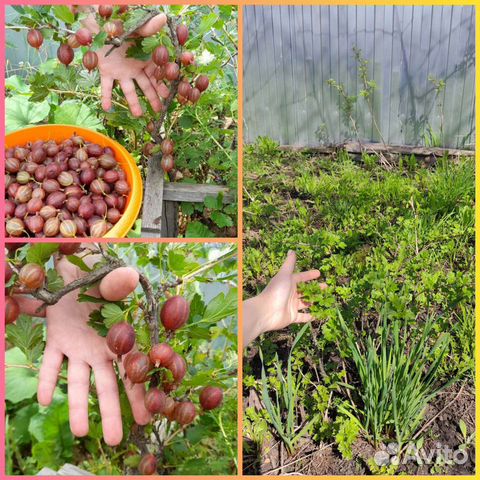 Крыжовник куст