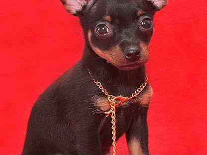 Той-терьер мини длинношёрстный. Длинношерстный шоколадный той терьер щенки 2 месяца. Продаются собаки той-терьеры. Русский той в тверь. Русский той в тверь.