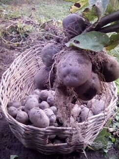 Фиолетовая картошка для посадки сорт Майами