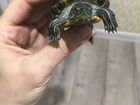 Черепаха красноухая в добрые руки
