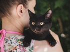 Черные котята в добрые руки объявление продам