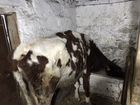 Корова дойная айширская с теленком объявление продам