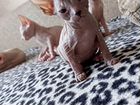Котята породы «Донской сфинкс» объявление продам