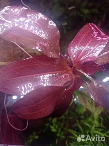 Эхинодорусы красные